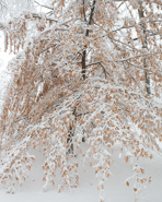 2008-01 Snow storm