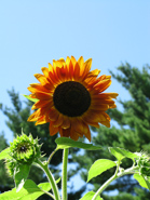 2008-05 Summer flowers