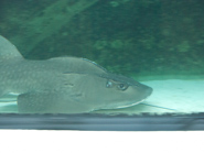 2009-06 Australia